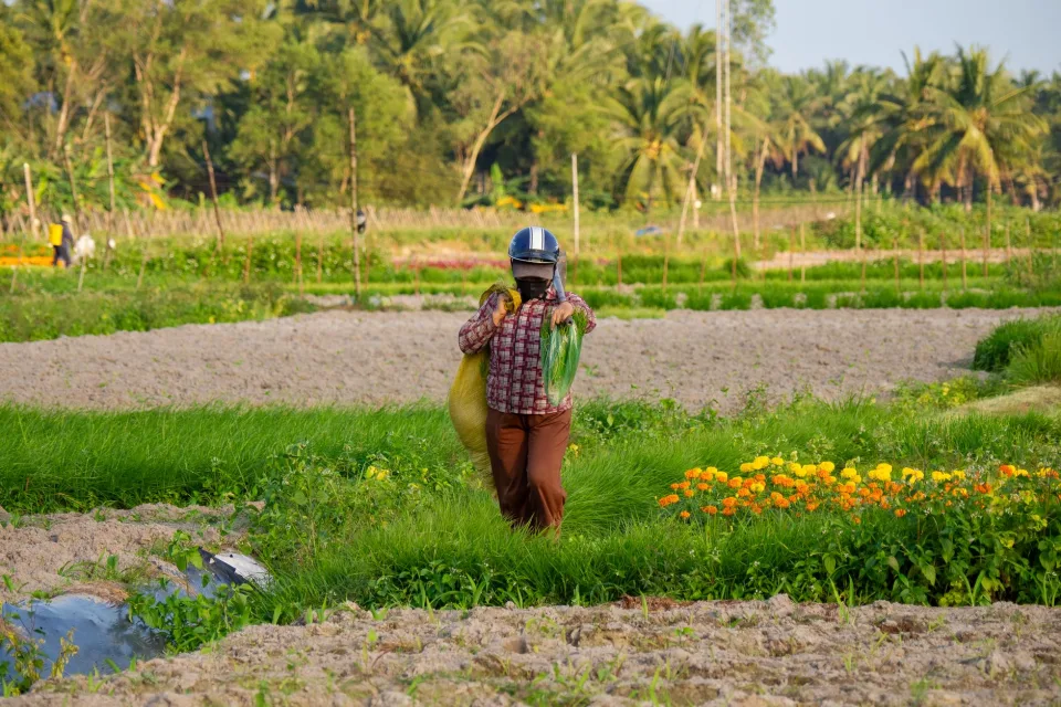Vườn rau của Trương Thành Phương